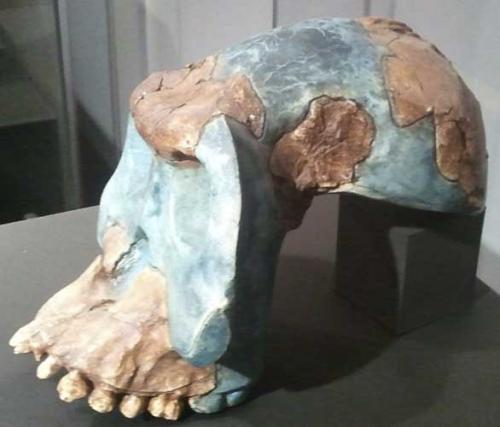 Australopithecus garhi